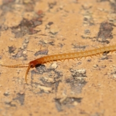 Geophilomorpha sp. (order) at Evatt, ACT - 17 Aug 2021 07:23 PM