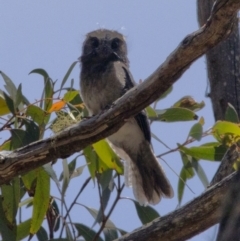 Aegotheles cristatus (Australian Owlet-nightjar) at Bonang State Forest - 30 Nov 2020 by JudithRoach
