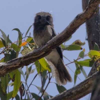 Aegotheles cristatus (Australian Owlet-nightjar) at Bonang State Forest - 30 Nov 2020 by JudithRoach