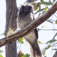 Aegotheles cristatus at Bonang, VIC - suppressed