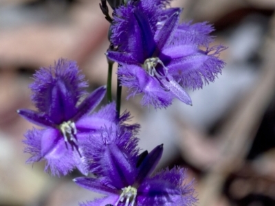 Thysanotus tuberosus (Common Fringe-lily) at Bonang, VIC - 30 Nov 2020 by JudithRoach