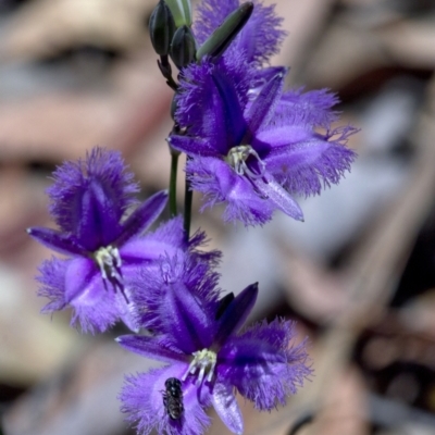 Thysanotus tuberosus (Common Fringe-lily) at Bonang, VIC - 30 Nov 2020 by JudithRoach