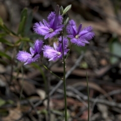 Thysanotus tuberosus at Bonang, VIC - suppressed