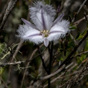 Thysanotus tuberosus at Bonang, VIC - 30 Nov 2020