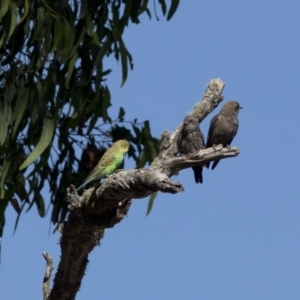 Melopsittacus undulatus at Bonang, VIC - suppressed