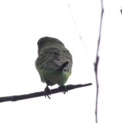 Melopsittacus undulatus at Bonang, VIC - suppressed