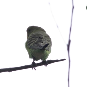 Melopsittacus undulatus at Bonang, VIC - 3 Jan 2021