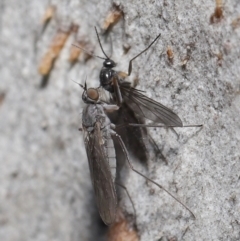 Sciaridae sp. (family) (Black fungus gnat) at Acton, ACT - 30 Jul 2021 by TimL