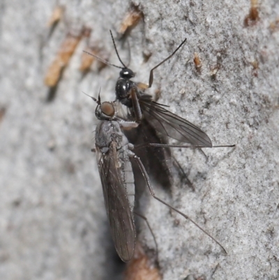 Sciaridae sp. (family) (Black fungus gnat) at Acton, ACT - 30 Jul 2021 by TimL