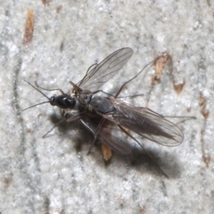 Sciaridae sp. (family) at Acton, ACT - 30 Jul 2021 01:48 PM