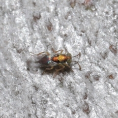 Pteromalidae (family) (Pteromalid wasp) at Downer, ACT - 30 Jul 2021 by TimL