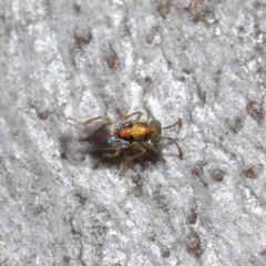 Unidentified Wasp (Hymenoptera, Apocrita) (TBC) at Downer, ACT - 30 Jul 2021 by TimL