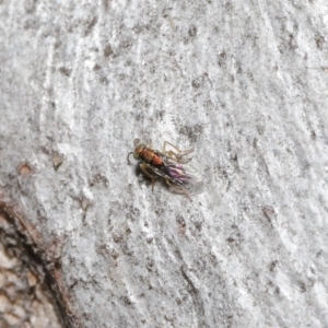 Pteromalidae (family) at Downer, ACT - 30 Jul 2021 12:33 PM