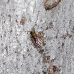 Pteromalidae (family) at Downer, ACT - 30 Jul 2021 12:33 PM