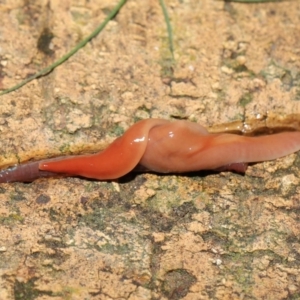 Australoplana alba at Evatt, ACT - 16 Aug 2021