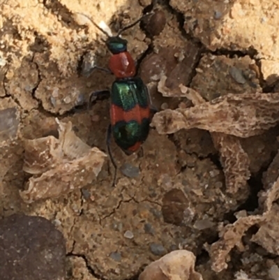 Dicranolaius bellulus (Red and Blue Pollen Beetle) at Sturt National Park - 30 Jun 2021 by Ned_Johnston