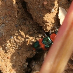 Dicranolaius bellulus at Tibooburra, NSW - 30 Jun 2021