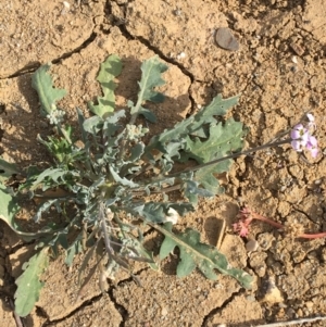 Harmsiodoxa blennodioides at Tibooburra, NSW - 30 Jun 2021