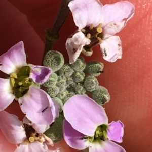 Harmsiodoxa blennodioides at Tibooburra, NSW - 30 Jun 2021