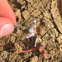 Harmsiodoxa blennodioides at Tibooburra, NSW - 30 Jun 2021