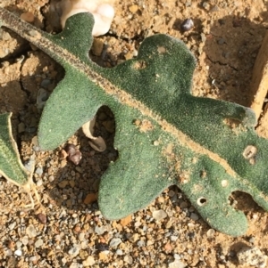 Harmsiodoxa blennodioides at Tibooburra, NSW - 30 Jun 2021