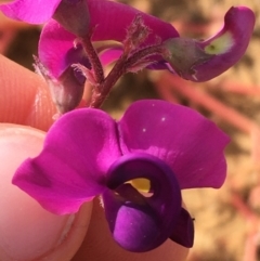 Swainsona swainsonioides at Sturt National Park - 30 Jun 2021 by Ned_Johnston