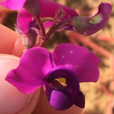 Swainsona swainsonioides at Tibooburra, NSW - 30 Jun 2021 by NedJohnston