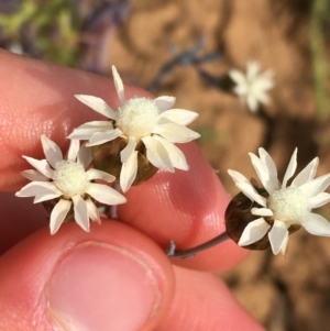 Rhodanthe stricta at suppressed - suppressed