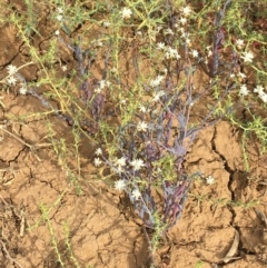 Rhodanthe stricta at suppressed - 30 Jun 2021