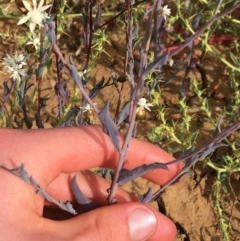 Rhodanthe stricta at suppressed - suppressed