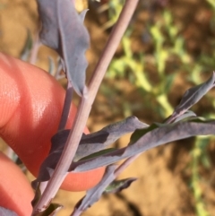 Rhodanthe stricta at suppressed - suppressed