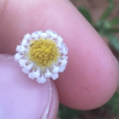 Unverified Daisy at Tibooburra, NSW - 1 Jul 2021 by NedJohnston