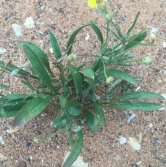 Goodenia sp. at Tibooburra, NSW - 1 Jul 2021 by NedJohnston