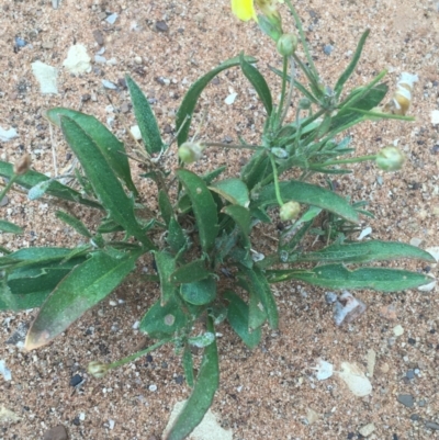 Unidentified Other Wildflower or Herb at Tibooburra, NSW - 30 Jun 2021 by Ned_Johnston