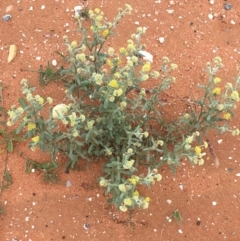 Rhodanthe tietkensii at Tibooburra, NSW - 1 Jul 2021