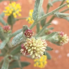 Rhodanthe tietkensii at Tibooburra, NSW - 1 Jul 2021