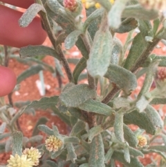 Rhodanthe tietkensii at Tibooburra, NSW - 1 Jul 2021