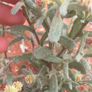 Rhodanthe tietkensii at Tibooburra, NSW - 1 Jul 2021