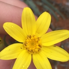 Senecio gregorii (Fleshy Groundsel, Yellow Tops) at Tibooburra, NSW - 1 Jul 2021 by NedJohnston