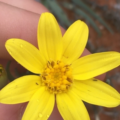 Senecio gregorii (Fleshy Groundsel, Yellow Tops) at Tibooburra, NSW - 1 Jul 2021 by NedJohnston