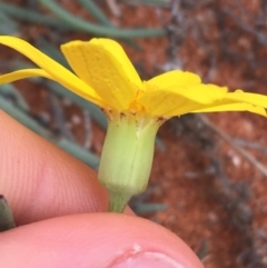 Senecio gregorii at Tibooburra, NSW - 1 Jul 2021