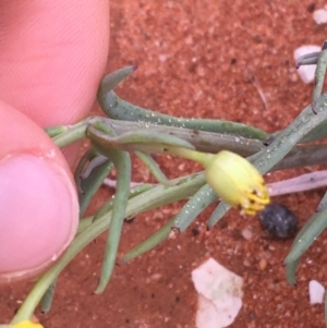 Senecio gregorii at Tibooburra, NSW - 1 Jul 2021