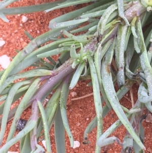 Senecio gregorii at Tibooburra, NSW - 1 Jul 2021 10:26 AM
