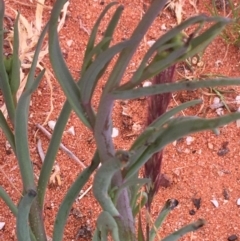 Senecio gregorii at Tibooburra, NSW - 1 Jul 2021