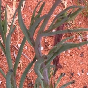 Senecio gregorii at Tibooburra, NSW - 1 Jul 2021