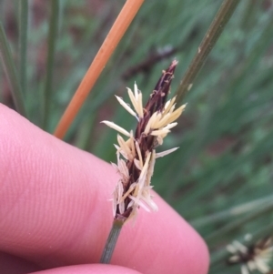 Eleocharis acuta at Tibooburra, NSW - 1 Jul 2021