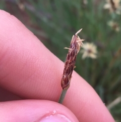 Eleocharis acuta at Tibooburra, NSW - 1 Jul 2021