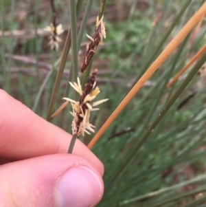 Eleocharis acuta at Tibooburra, NSW - 1 Jul 2021