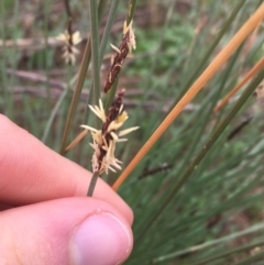 Unidentified at suppressed - 1 Jul 2021