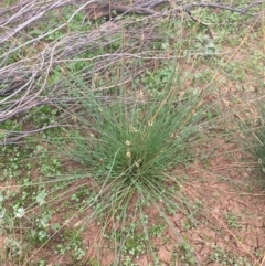 Eleocharis acuta at Tibooburra, NSW - 1 Jul 2021